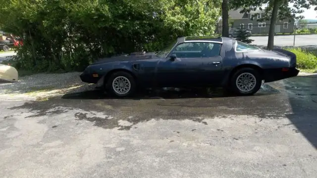 1981 Pontiac Firebird Trans AM